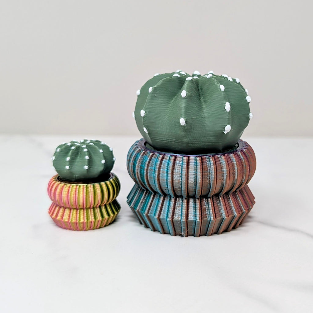 Big Spinner - Domino Cactus