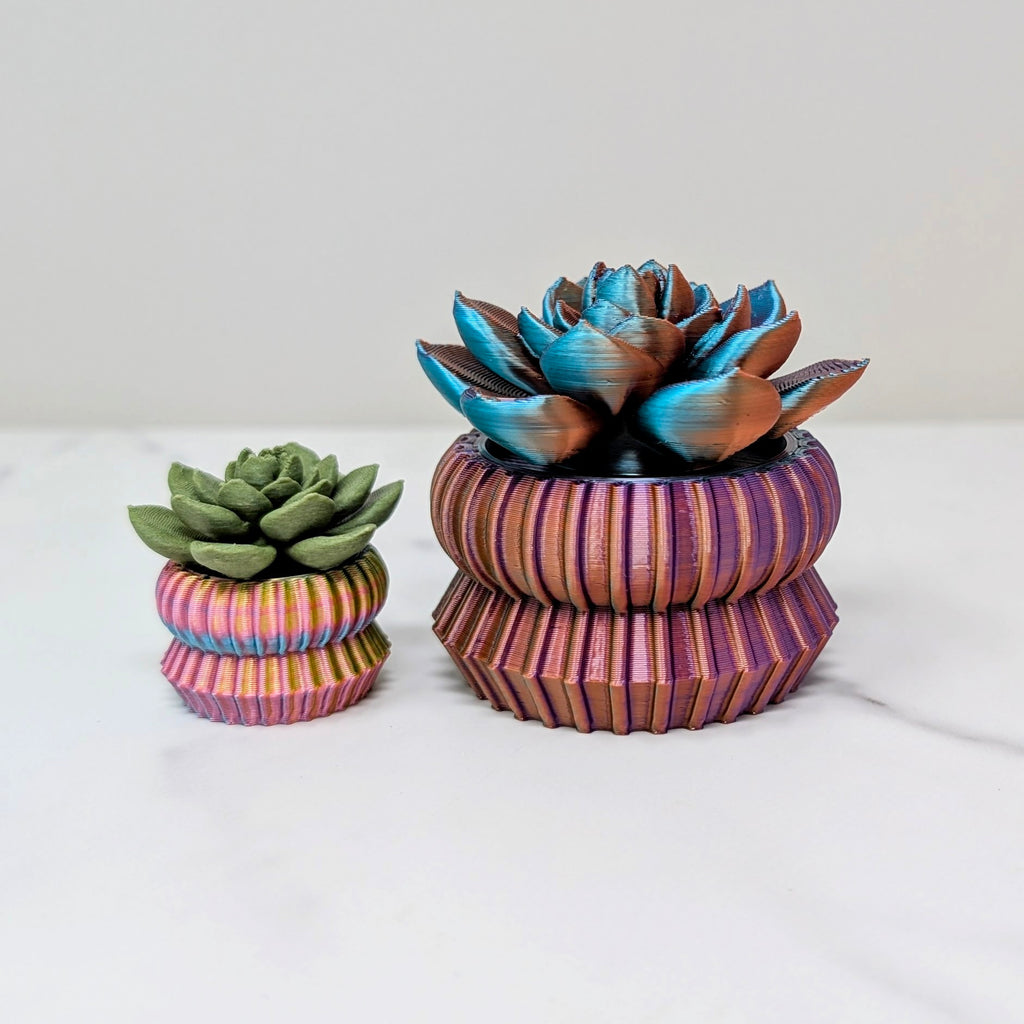 Big Spinner - Echeveria Succulent