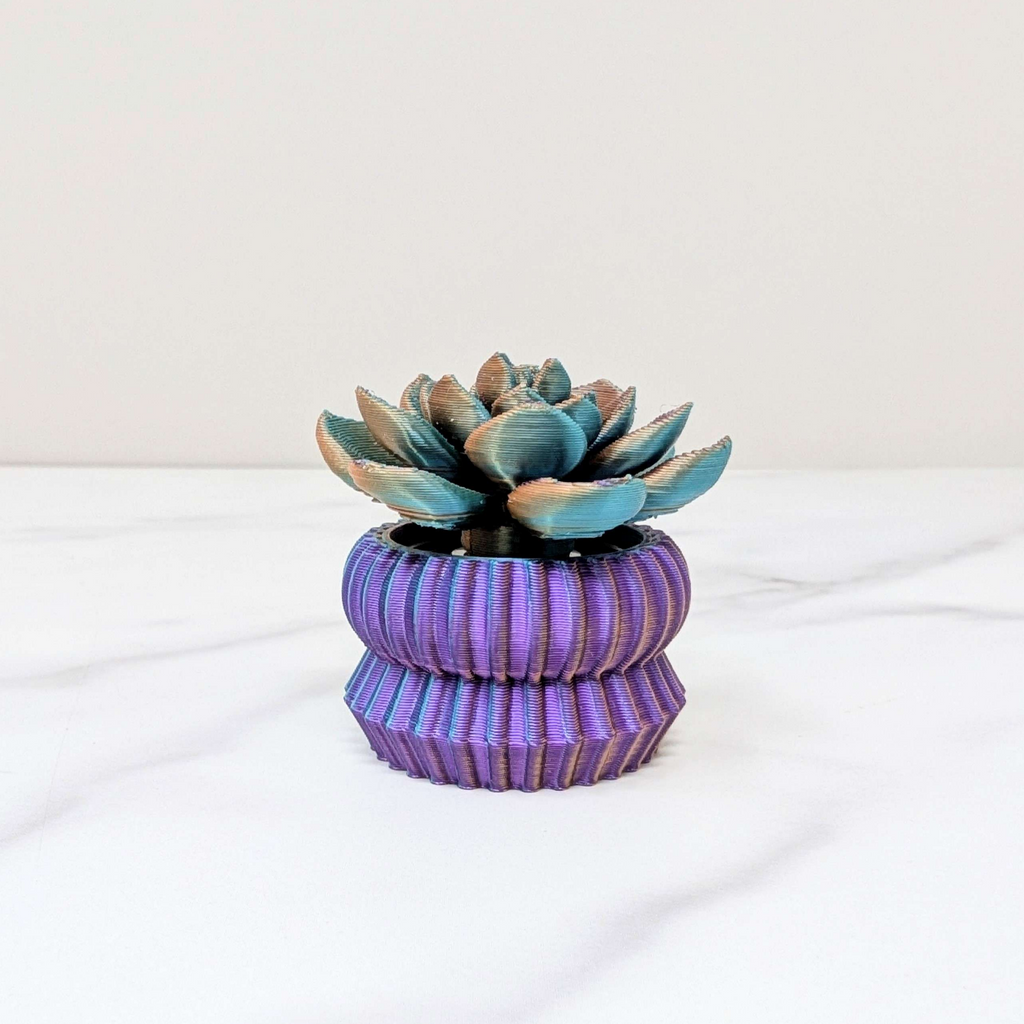 Big Spinner - Echeveria Succulent