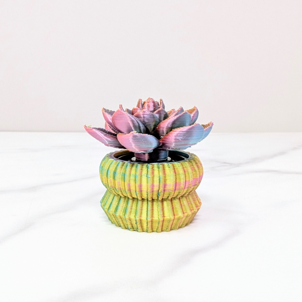 Big Spinner - Echeveria Succulent